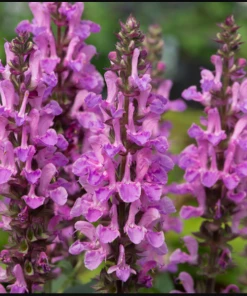 Garden Goods Direct Salvia Rose Marvel Perennials