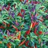 Garden Goods Direct Annuals Sangria Ornamental Pepper