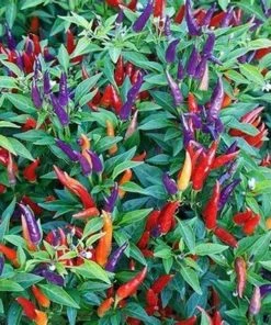Garden Goods Direct Annuals Sangria Ornamental Pepper