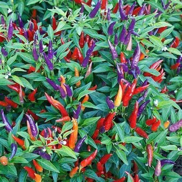 Garden Goods Direct Annuals Sangria Ornamental Pepper 1 Garden Goods Direct Annuals Sangria Ornamental Pepper