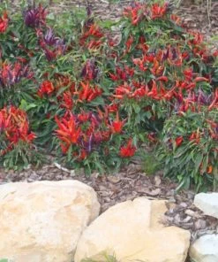 Garden Goods Direct Annuals Sangria Ornamental Pepper 5 Garden Goods Direct Annuals Sangria Ornamental Pepper