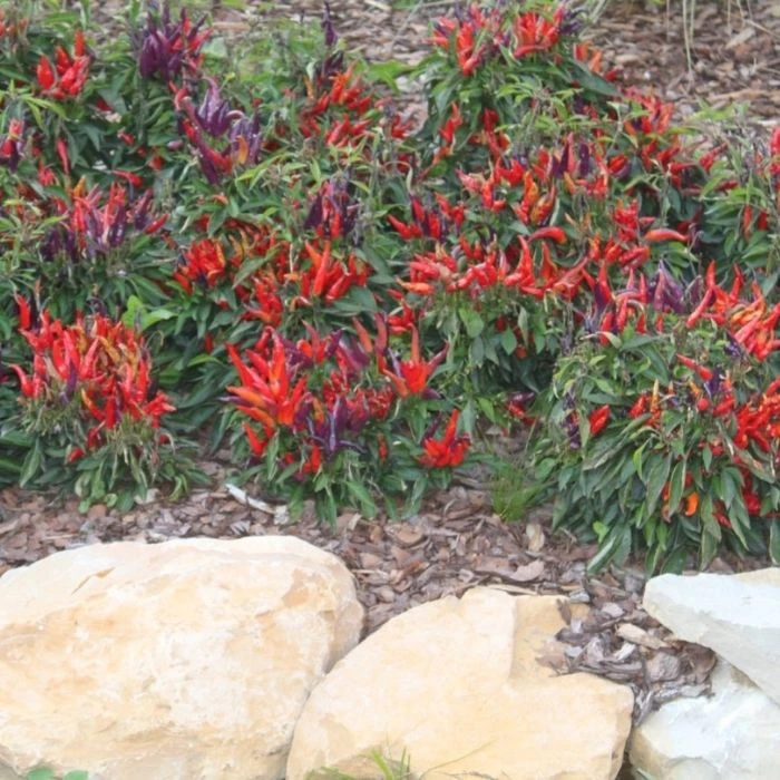 Garden Goods Direct Annuals Sangria Ornamental Pepper 3 Garden Goods Direct Annuals Sangria Ornamental Pepper