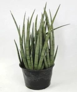 Garden Goods Direct House Plants Cylindrical Snake Plant