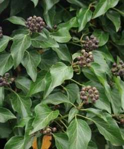 Garden Goods Direct Sarcococca Hookeriana Shrubs