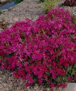 Garden Goods Direct Phlox Scarlet Flame 5 Garden Goods Direct Phlox Scarlet Flame