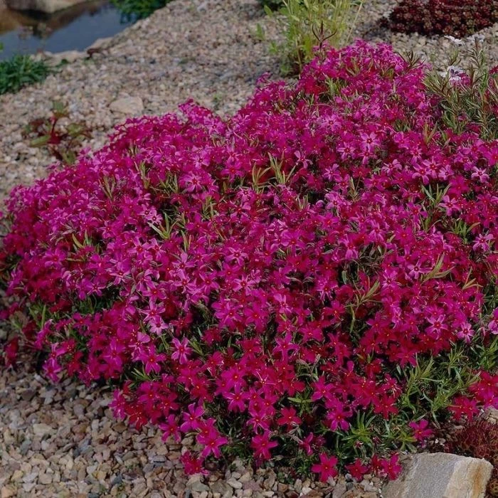 Garden Goods Direct Phlox Scarlet Flame 3 Garden Goods Direct Phlox Scarlet Flame