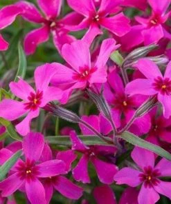 Garden Goods Direct Phlox Scarlet Flame
