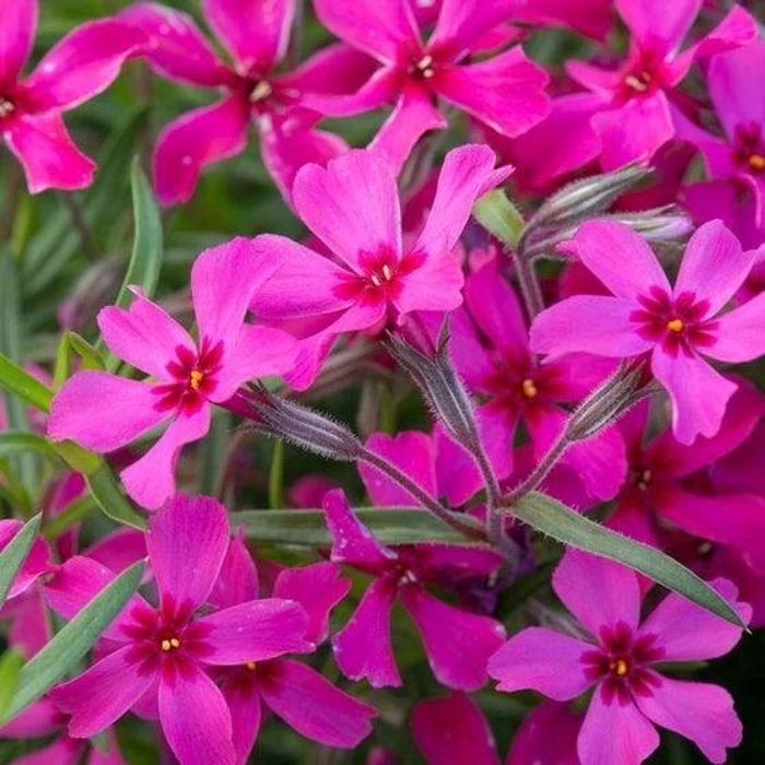 Garden Goods Direct Phlox Scarlet Flame 2 Garden Goods Direct Phlox Scarlet Flame