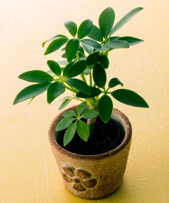 Garden Goods Direct Schefflera Amate House Plants