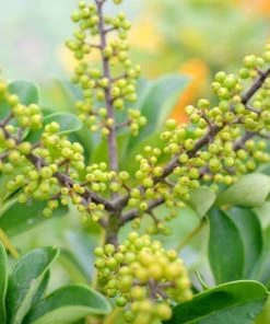 Garden Goods Direct Variegated Schefflera