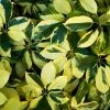 Garden Goods Direct Variegated Schefflera