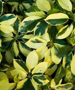 Garden Goods Direct Variegated Schefflera