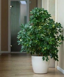 Garden Goods Direct Variegated Schefflera