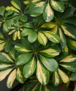 Garden Goods Direct Variegated Schefflera