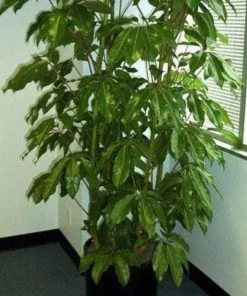 Garden Goods Direct Schefflera Amate House Plants