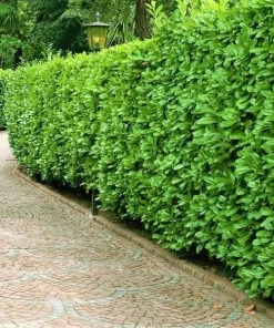 Garden Goods Direct Skip Cherry Laurel