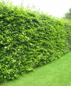 Garden Goods Direct Skip Cherry Laurel