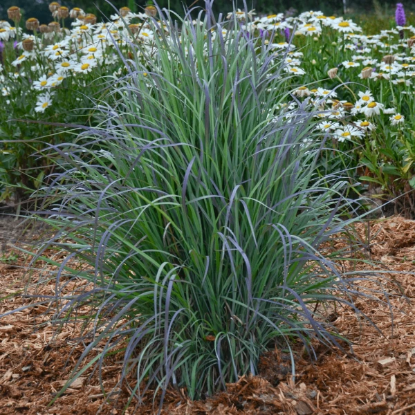 Garden Goods Direct Perennials Standing Ovation Little Bluestem 1 Garden Goods Direct Perennials Standing Ovation Little Bluestem