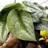 Garden Goods Direct Satin Pothos
