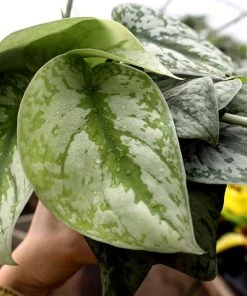 Garden Goods Direct Satin Pothos