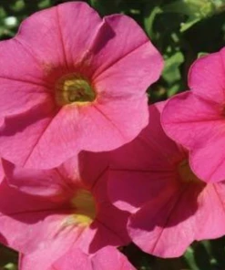 Garden Goods Direct Annuals Hot Pink Calibrachoa 7 Garden Goods Direct Annuals Hot Pink Calibrachoa