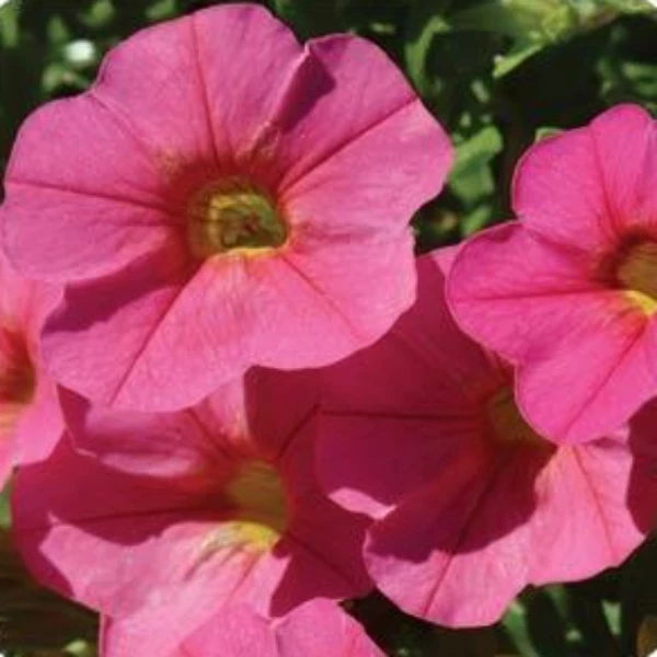 Garden Goods Direct Annuals Hot Pink Calibrachoa 4 Garden Goods Direct Annuals Hot Pink Calibrachoa