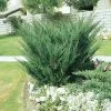 Garden Goods Direct Shrubs Sea Green Juniper