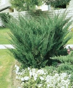 Garden Goods Direct Shrubs Sea Green Juniper