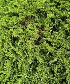 Garden Goods Direct Shrubs Sea Green Juniper