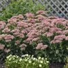 Garden Goods Direct Perennials Sedum Autumn Joy