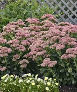 Garden Goods Direct Perennials Sedum Autumn Joy