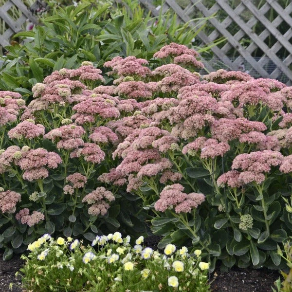 Garden Goods Direct Perennials Sedum Autumn Joy 1 Garden Goods Direct Perennials Sedum Autumn Joy