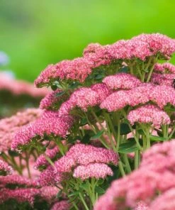 Garden Goods Direct Perennials Sedum Autumn Joy