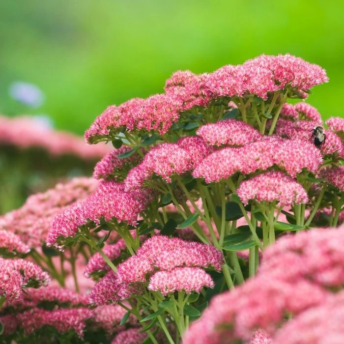 Garden Goods Direct Perennials Sedum Autumn Joy 2 Garden Goods Direct Perennials Sedum Autumn Joy