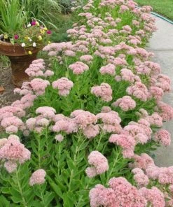 Garden Goods Direct Perennials Sedum Autumn Joy 7 Garden Goods Direct Perennials Sedum Autumn Joy