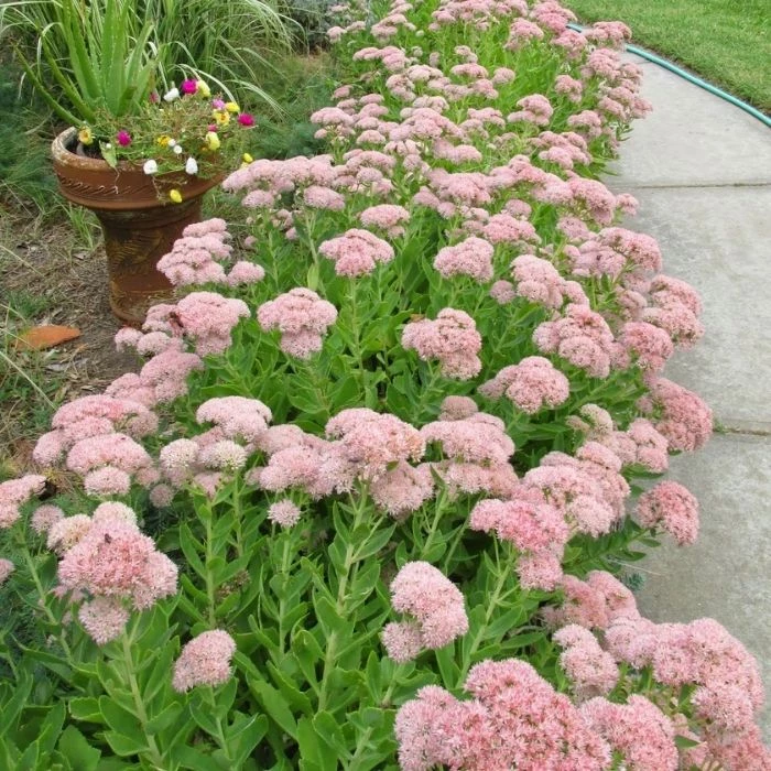 Garden Goods Direct Perennials Sedum Autumn Joy 4 Garden Goods Direct Perennials Sedum Autumn Joy
