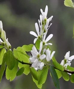 Garden Goods Direct Trees Allegheny Serviceberry 6 Garden Goods Direct Trees Allegheny Serviceberry