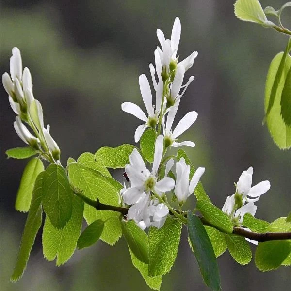 Garden Goods Direct Trees Allegheny Serviceberry 3 Garden Goods Direct Trees Allegheny Serviceberry