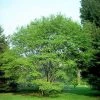 Garden Goods Direct Trees Allegheny Serviceberry