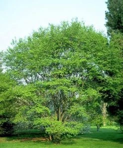 Garden Goods Direct Trees Allegheny Serviceberry