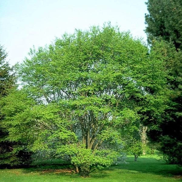 Garden Goods Direct Trees Allegheny Serviceberry 1 Garden Goods Direct Trees Allegheny Serviceberry