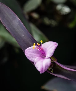 Garden Goods Direct Purple Queen Setcreasea Annuals