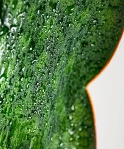 Garden Goods Direct Whale Fin Snake Plant House Plants