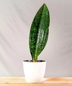 Garden Goods Direct Whale Fin Snake Plant House Plants