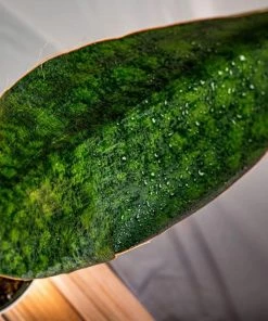 Garden Goods Direct Whale Fin Snake Plant House Plants