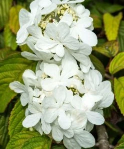 Garden Goods Direct Shasta Viburnum Shrubs