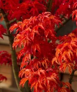 Garden Goods Direct Shishigashira Japanese Maple