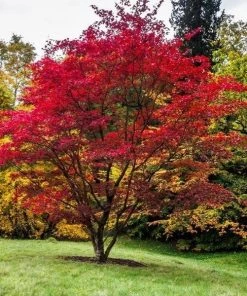 Garden Goods Direct Shishigashira Japanese Maple
