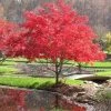 Garden Goods Direct Shishigashira Japanese Maple