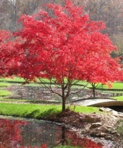 Garden Goods Direct Shishigashira Japanese Maple